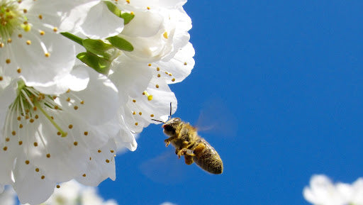 Bee flying towards white flower.