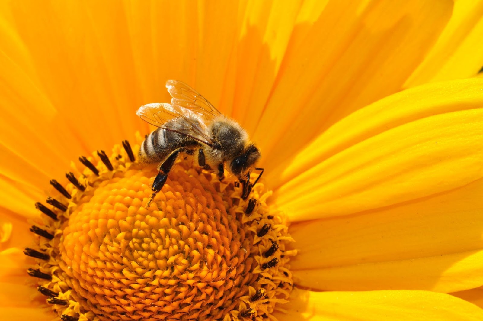 Bee pollinating flower