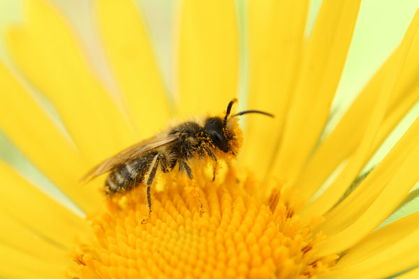 What Is Bee Pollen Powder and How Can It Help You?